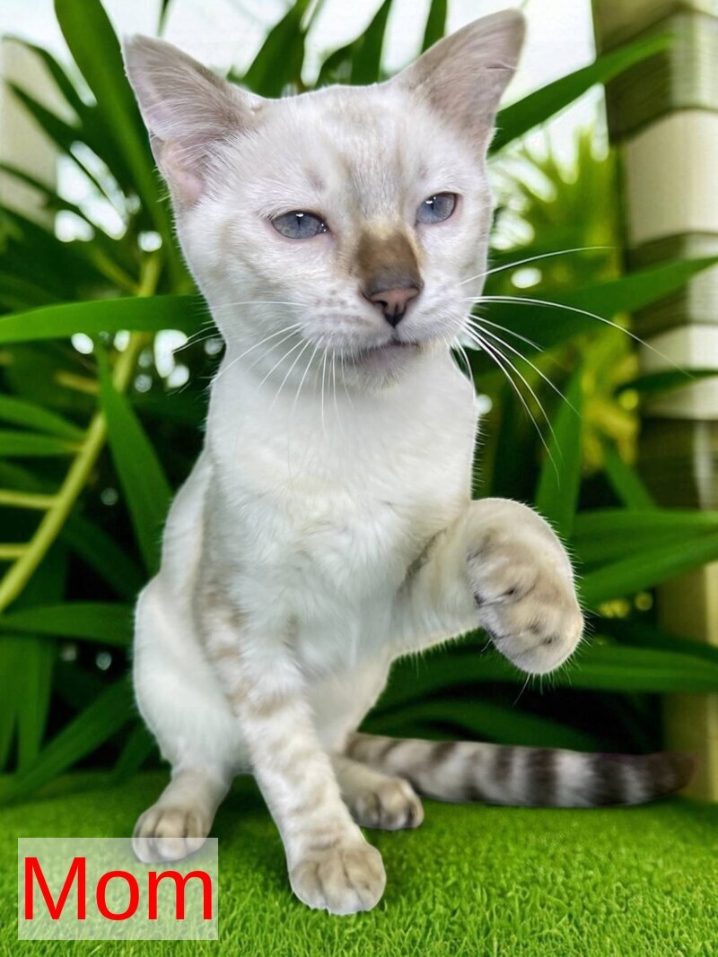 Available Toyger male black tabby - live animals