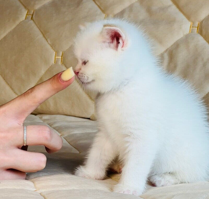 Elio British Shorthair male, red golden shaded pointed