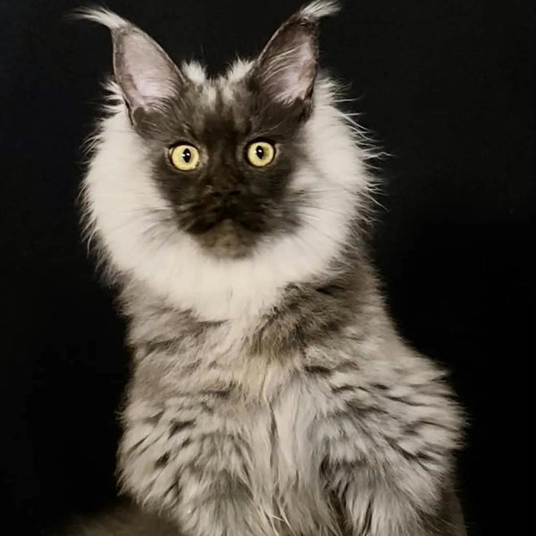 Grace Maine Coon female, black silver