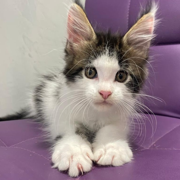 Sem Maine Coon male, black bicolour tabby