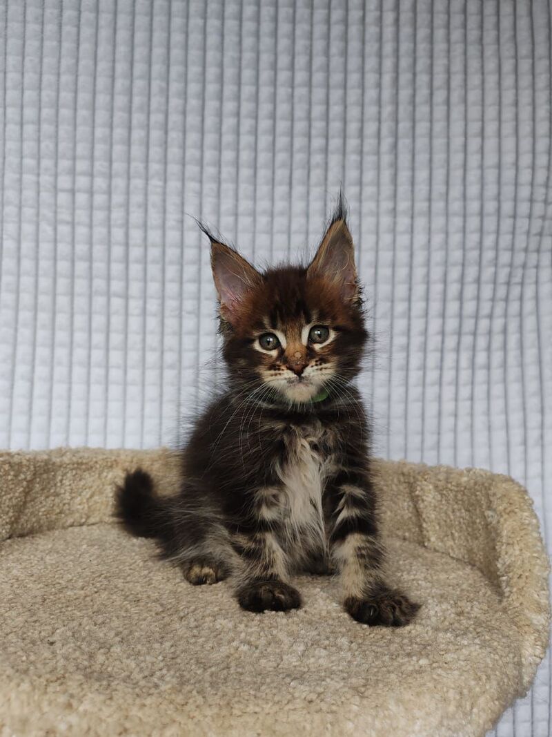 Mateo Maine Coon male, black tabby
