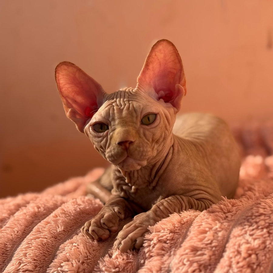 Eliot Canadian Sphynx male, red