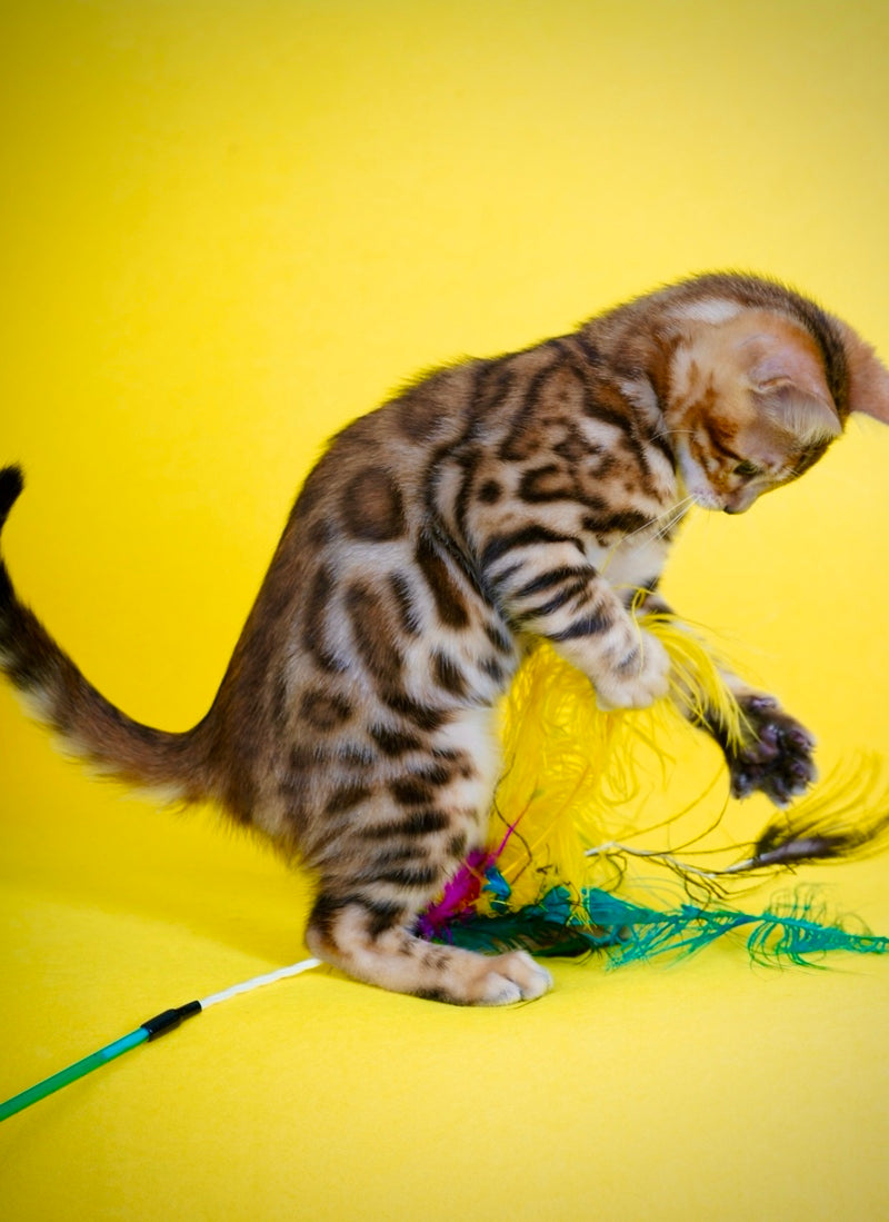 Jayson Bengal male, black spotted tabby