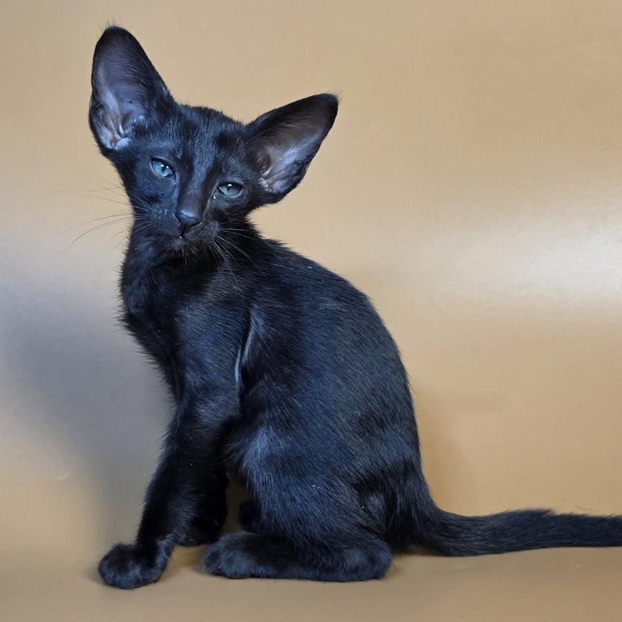 Fenrir Oriental Shorthair male, black