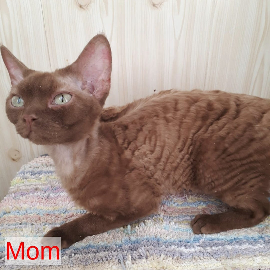 Filip Devon Rex male, blue