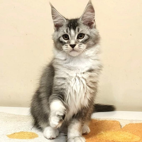 Holiday Maine Coon male, black silver ticked tabby with white