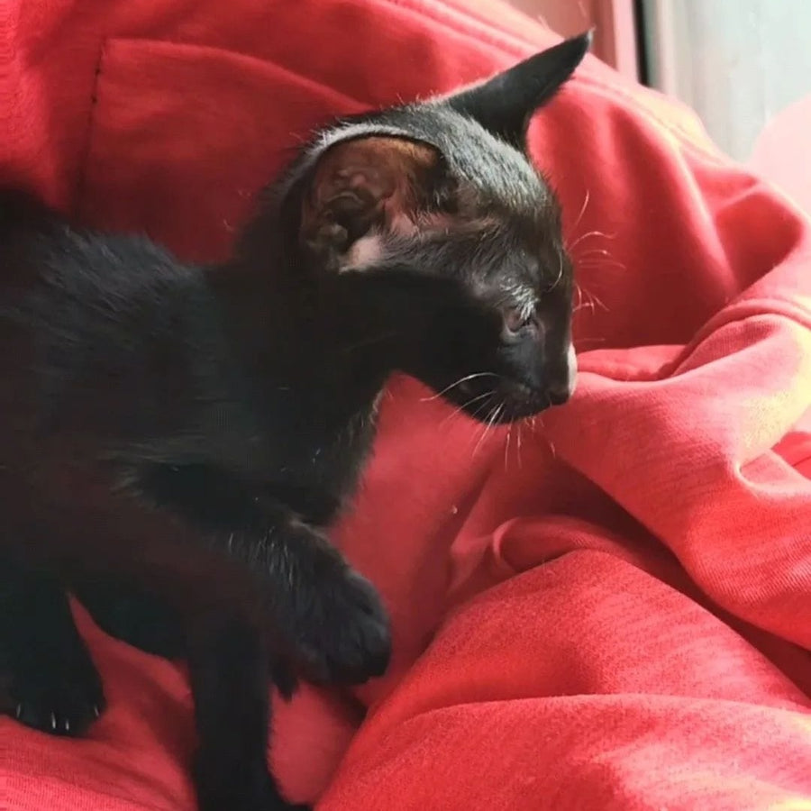 Zamir Oriental Shorthair male, black