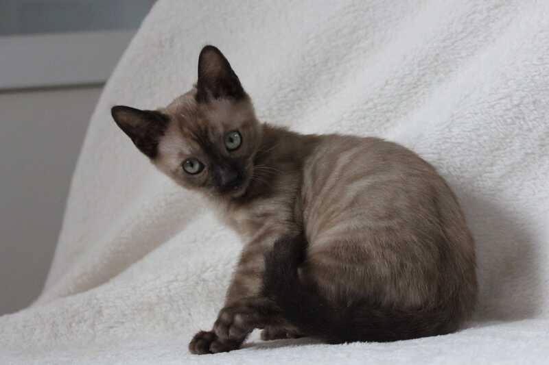 Nutella Bengal female, black pointed