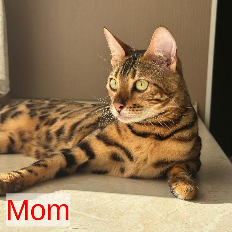 Fortuna Bengal female black spotted tabby - live animals
