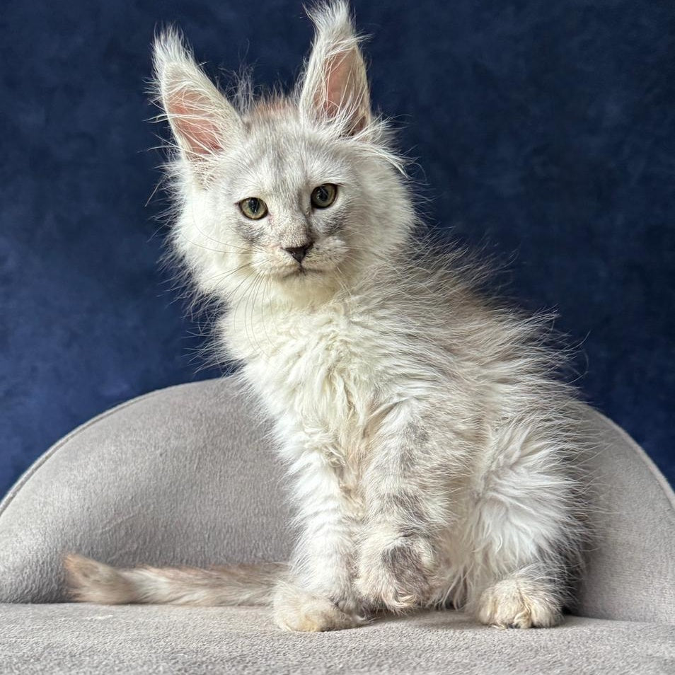 Yeller Maine Coon male, black silver