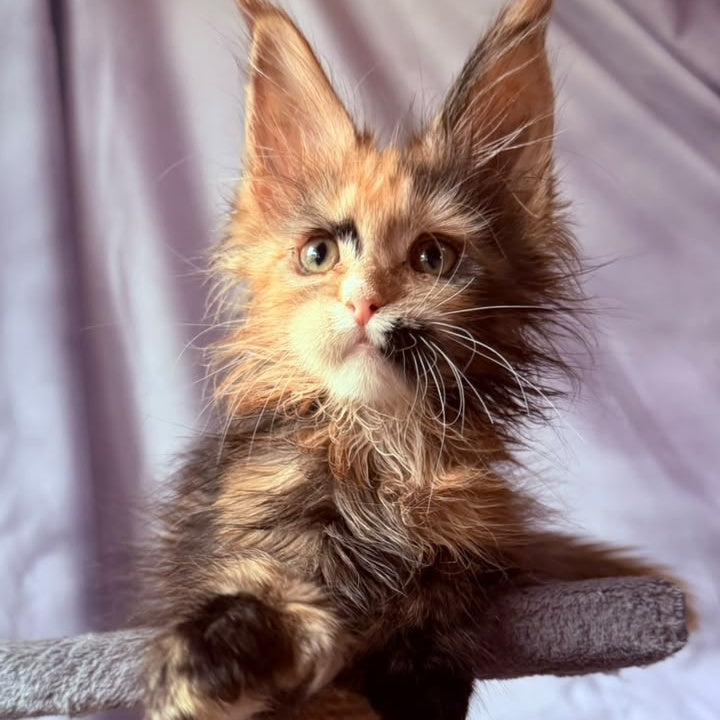 Nami Maine Coon polydactyl 5x5x6x6 female, black tortie with white