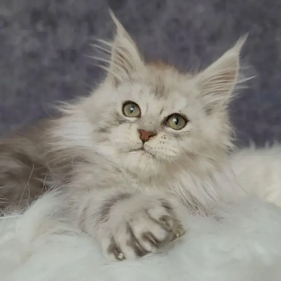 Harold Maine Coon polydactyl 6x6x6x6 male, black silver tabby