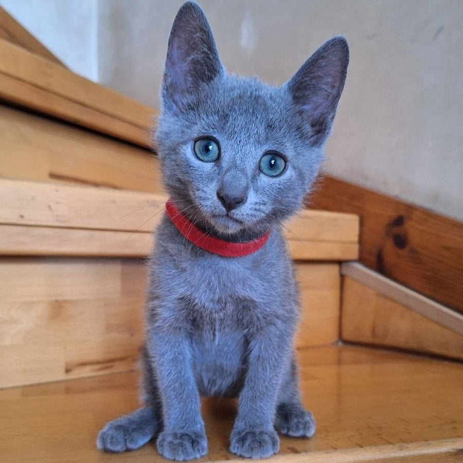 Como Russian Blue male, blue