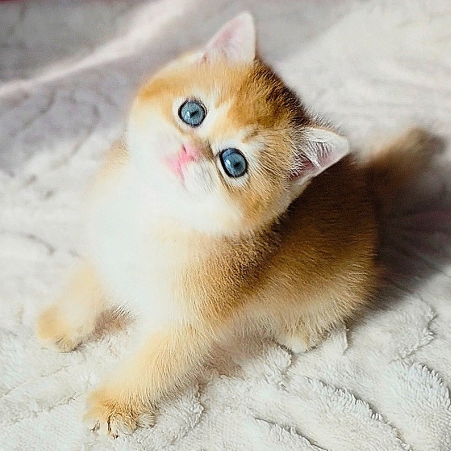 Tiffany British Shorthair female, black golden chinchilla