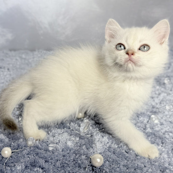 Jordan Scottish Straight female, blue golden shaded pointed