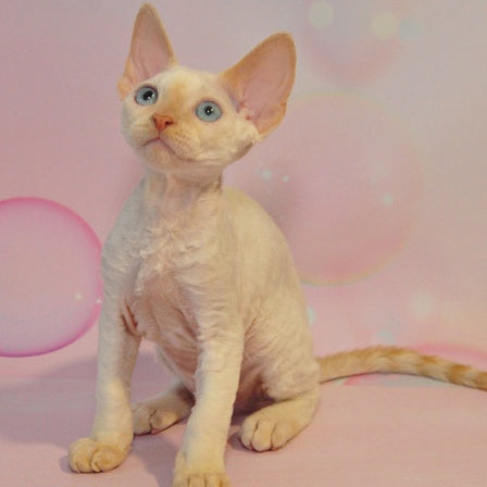 Ace Devon Rex male, red pointed