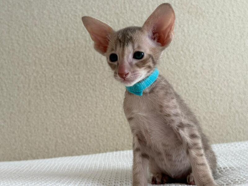 Axel Oriental Shorthair male lilac spotted tabby - live animals
