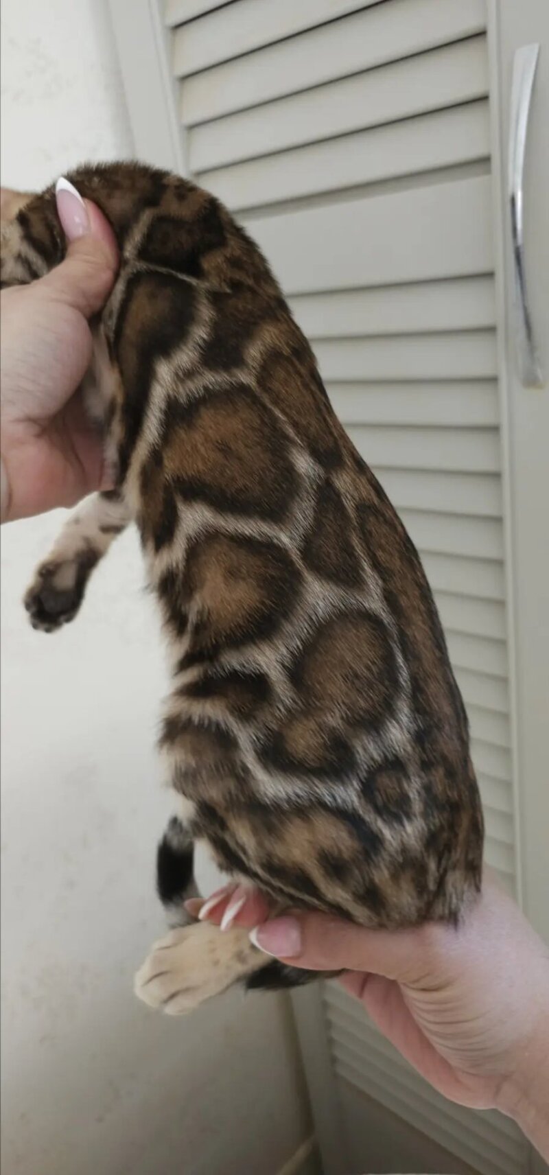 Тash Bengal male black spotted tabby - live animals