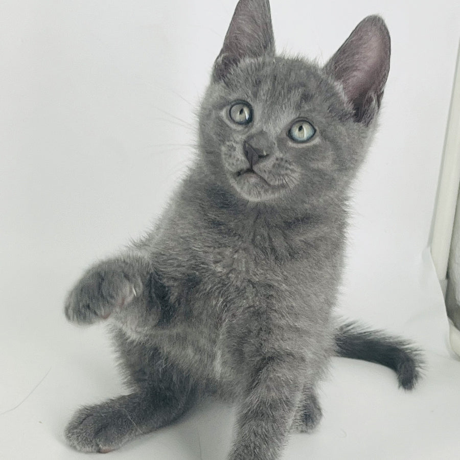 Archie Russian Blue male, blue