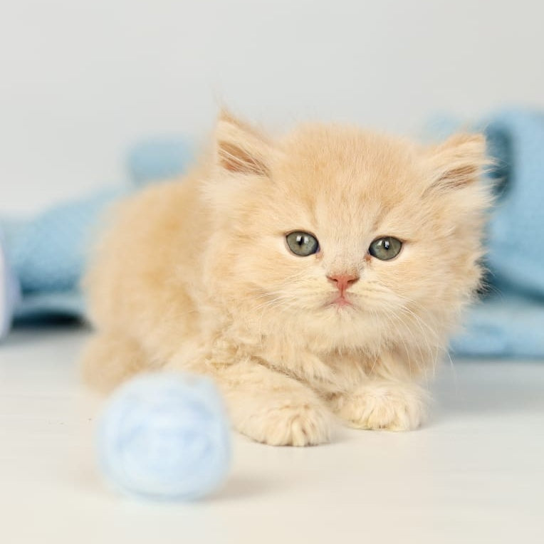 Perry British Longhair male, lilac