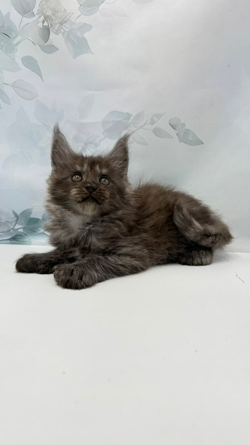 Archibald Maine Coon polydactyl male, black silver