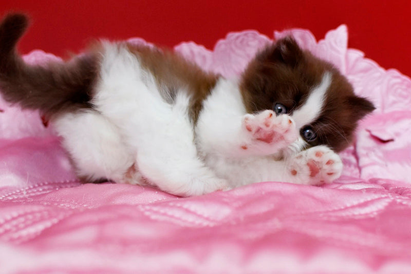 Zabava British Longhair female chocolate bicolour - live animals