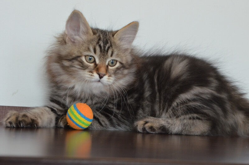 Simon Siberian male, black tabby