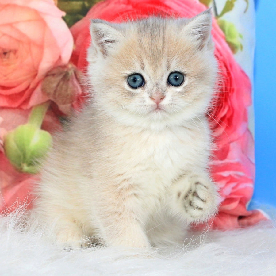 Ulyana British Shorthair female, blue golden shaded