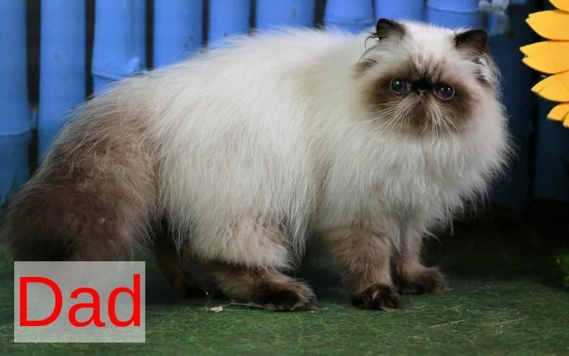 Noris Persian male, black pointed