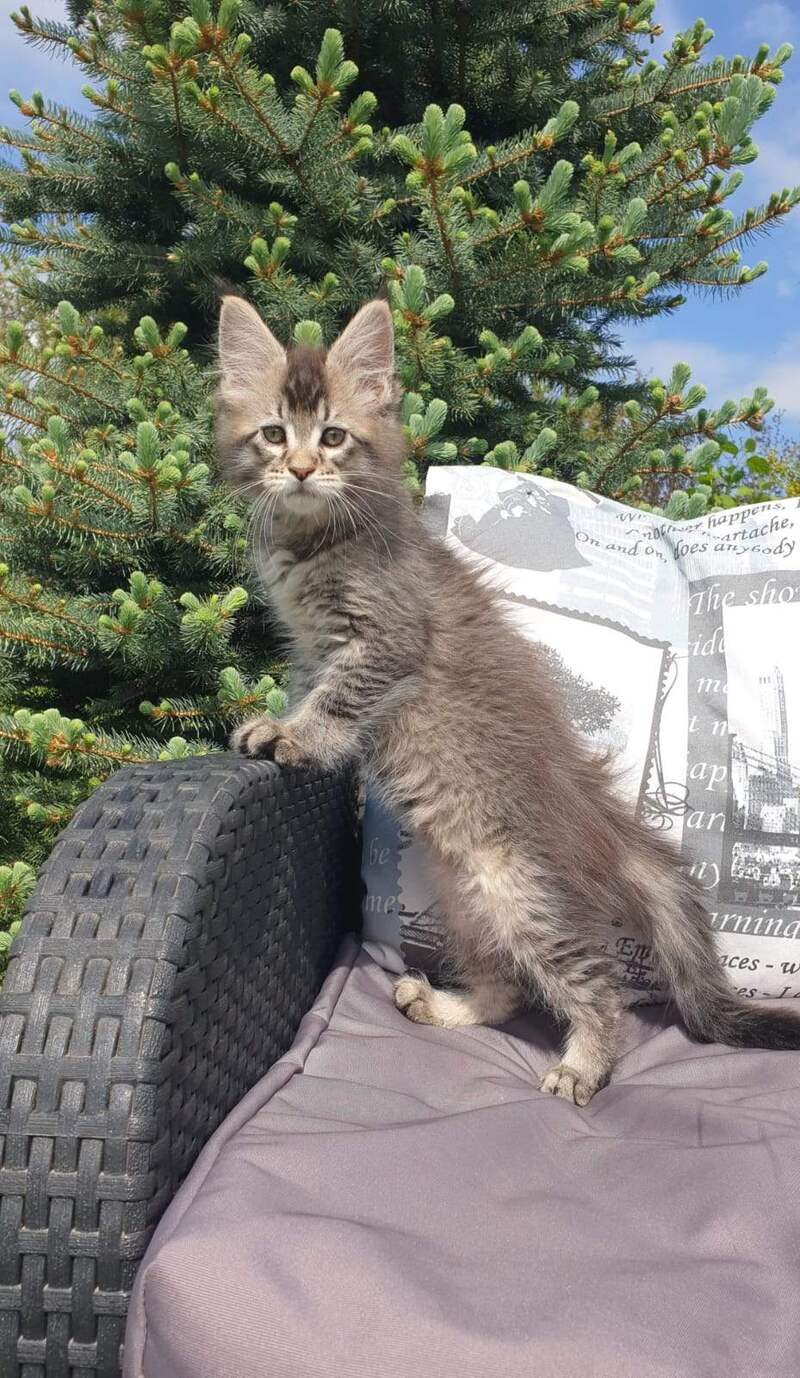 Grace Maine Coon female black ticked tabby - live animals