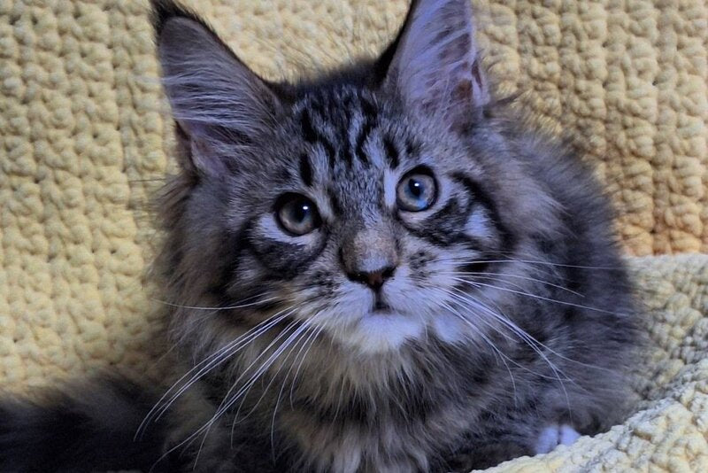 Asja Maine Coon polydactyl female, black tabby with white