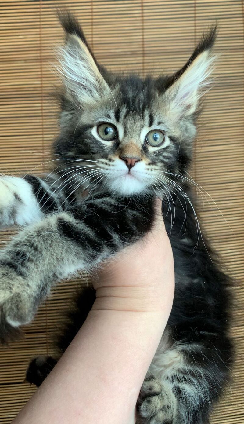 Itaka Maine Coon female black tabby live animals