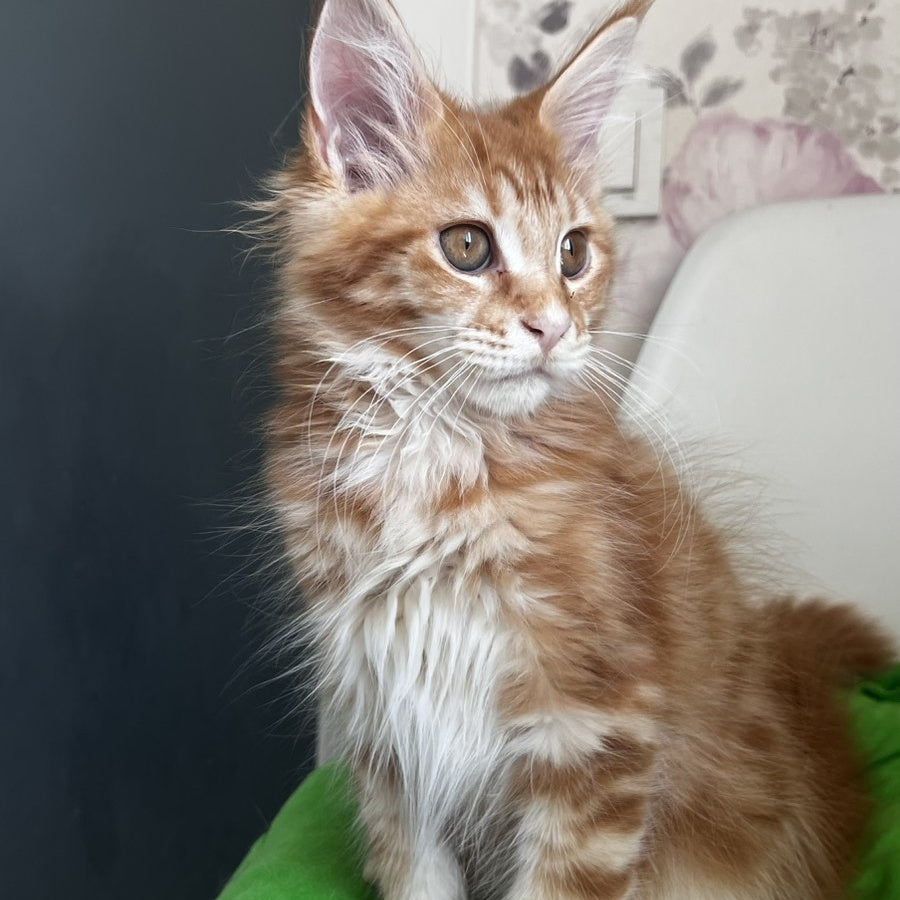 Sparky Maine Coon male, red tabby