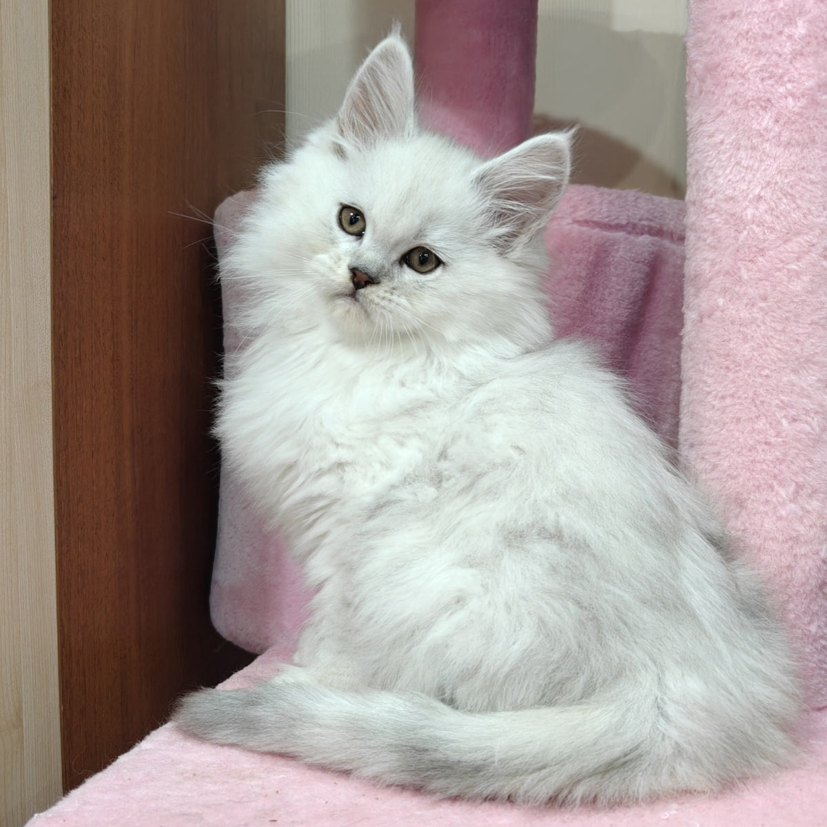 Nelson Maine Coon male, black silver shaded