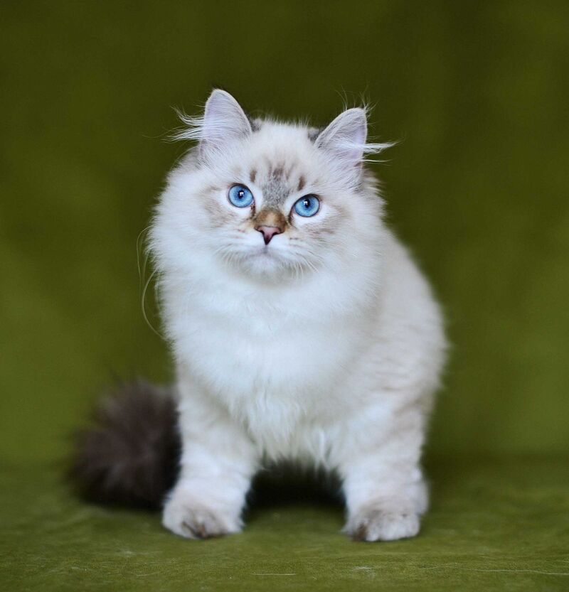 Olivia Siberian female, black tabby pointed