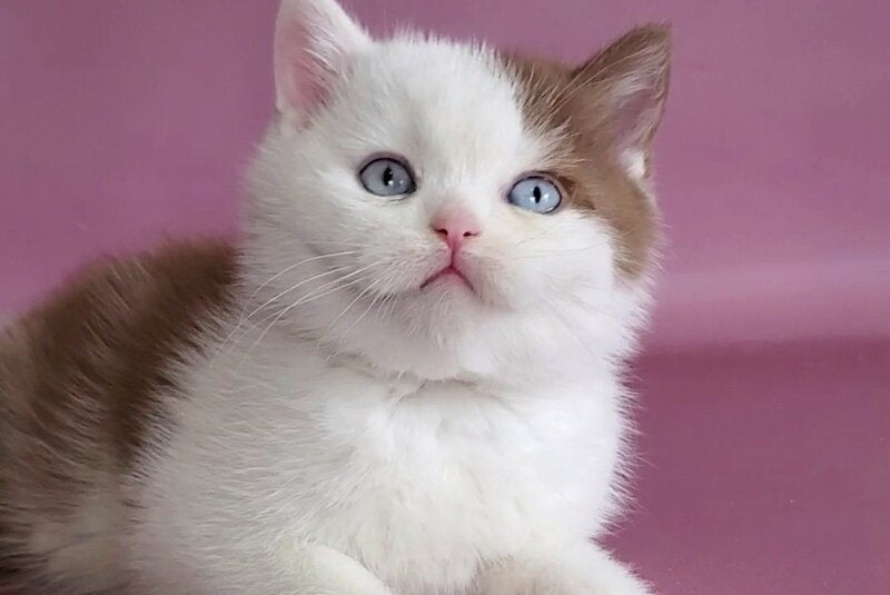 Vito British Shorthair male, cinnamon bicolour