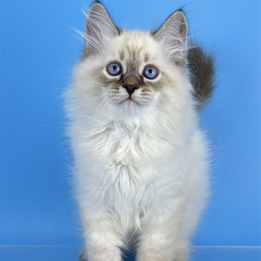 Archer Siberian male, black tabby pointed