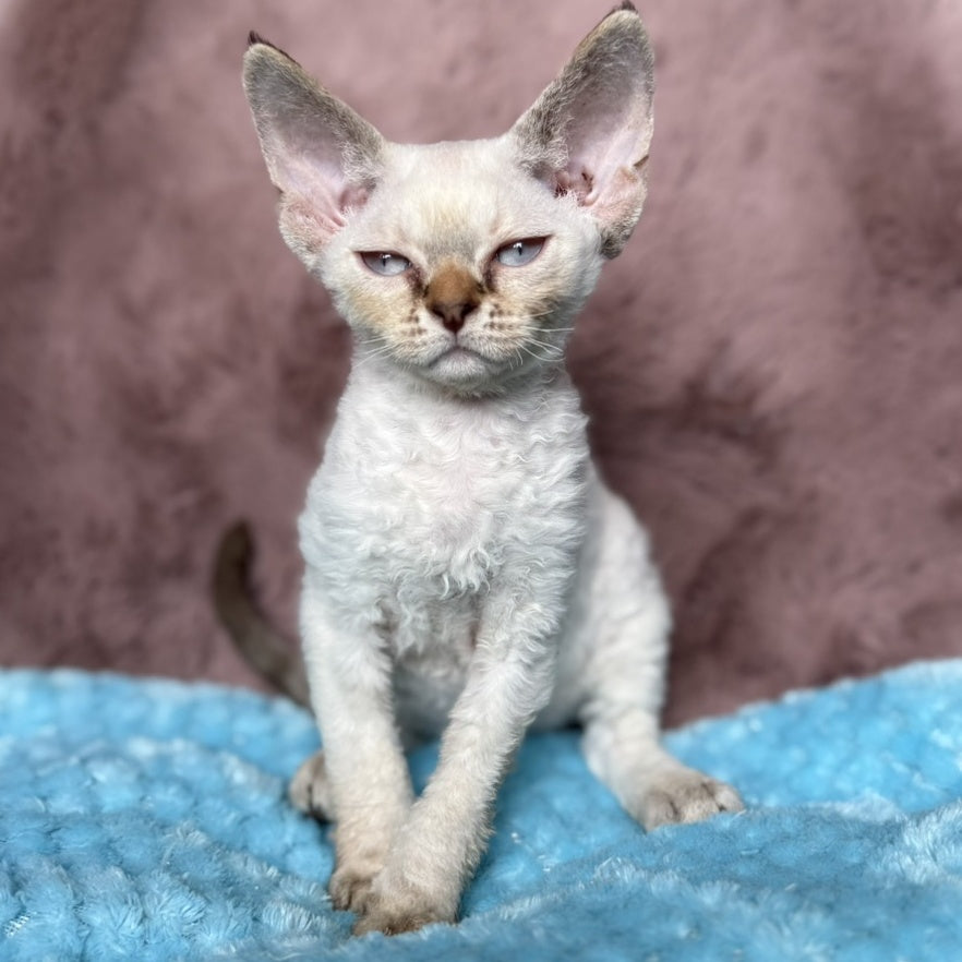 Xia Devon Rex female, seal lynx pointed