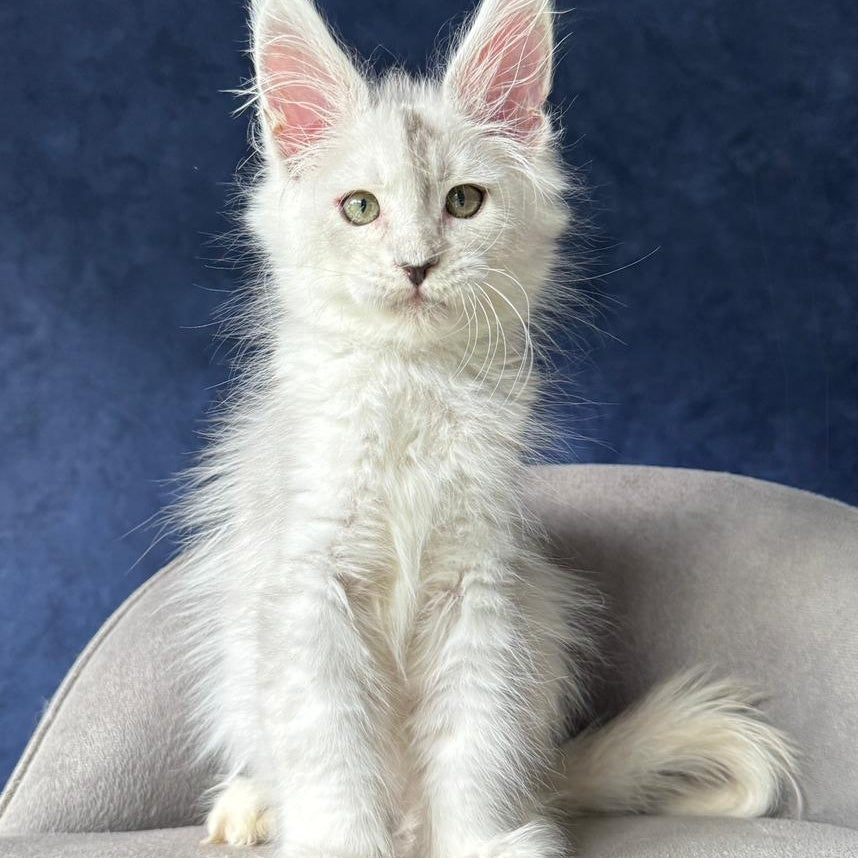 X-Axis Maine Coon male, black silver shaded