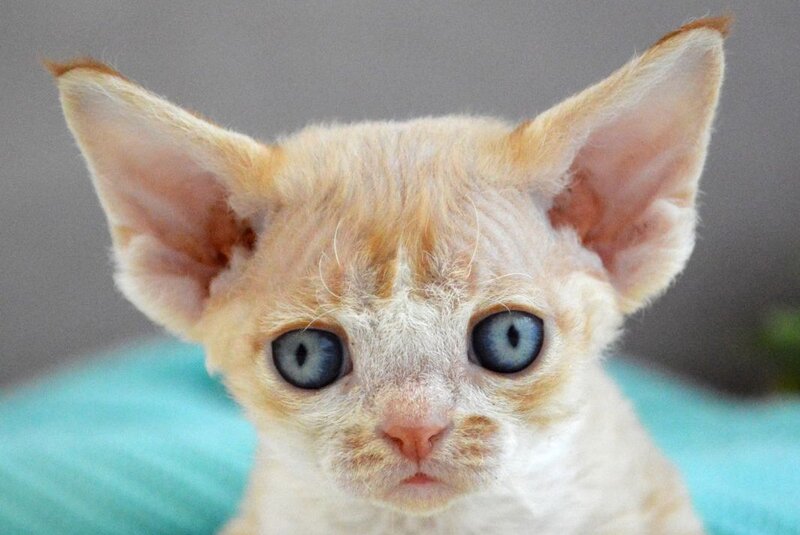 Dave Devon Rex male red bicolour live animals