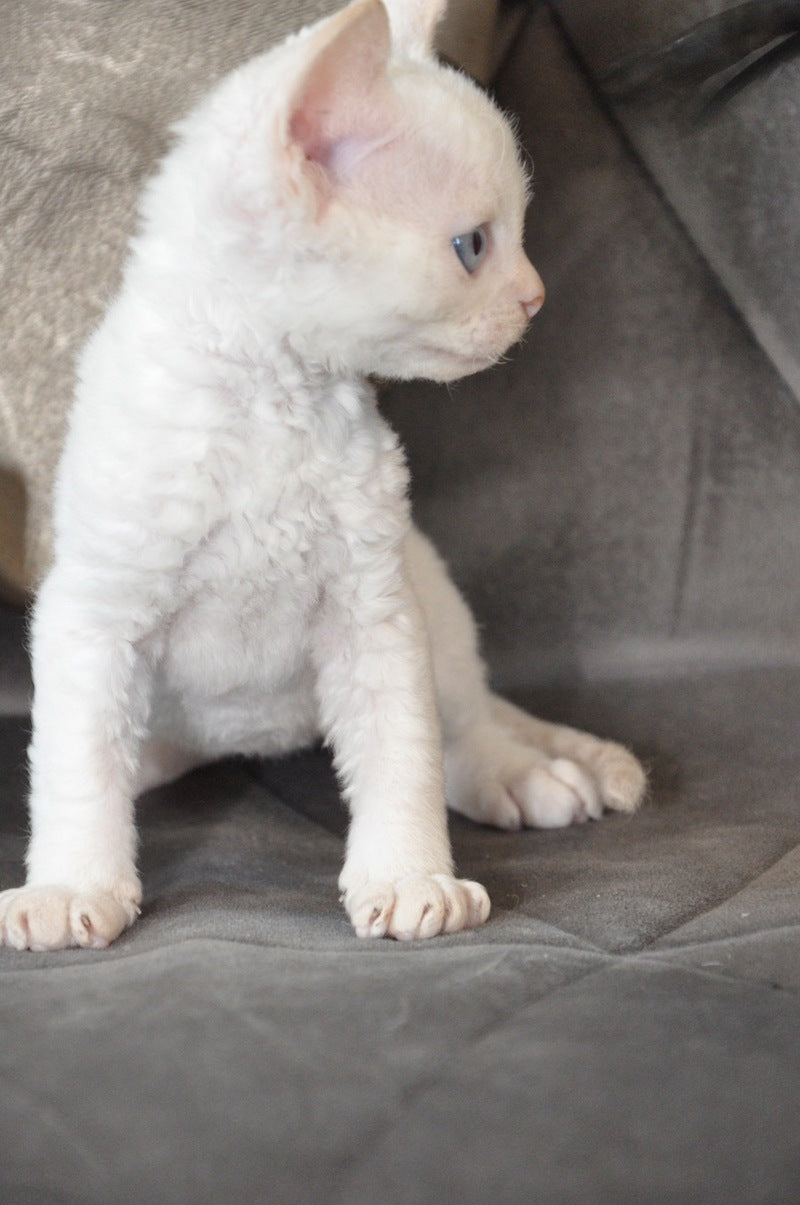 Ace Devon Rex male, red pointed