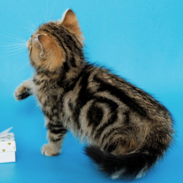 Yamina British Shorthair female, black tabby