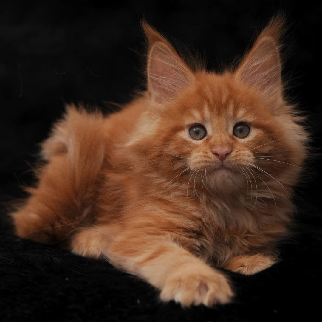 Stafy Maine Coon female, red