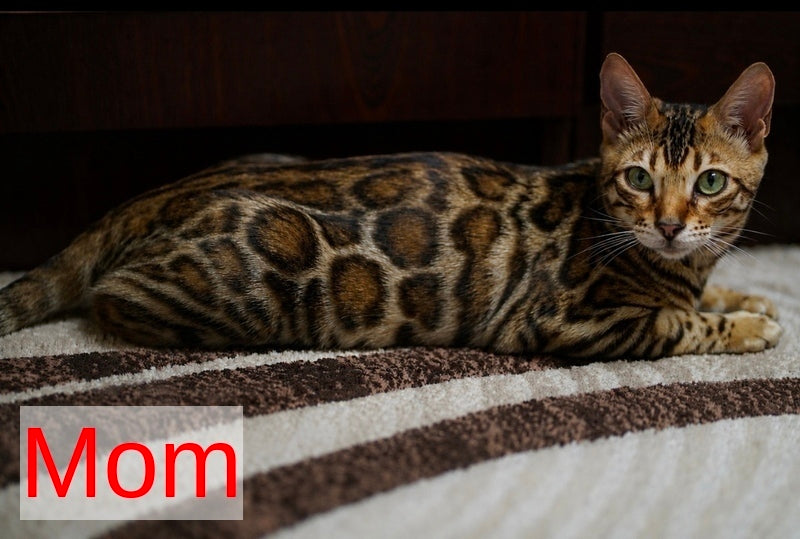 Ariella Bengal female, black spotted tabby