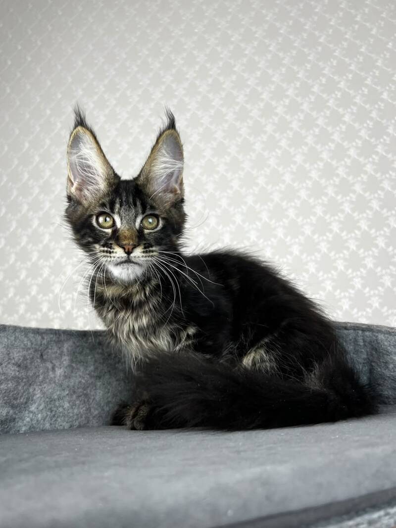 Necko Maine Coon male, black tabby