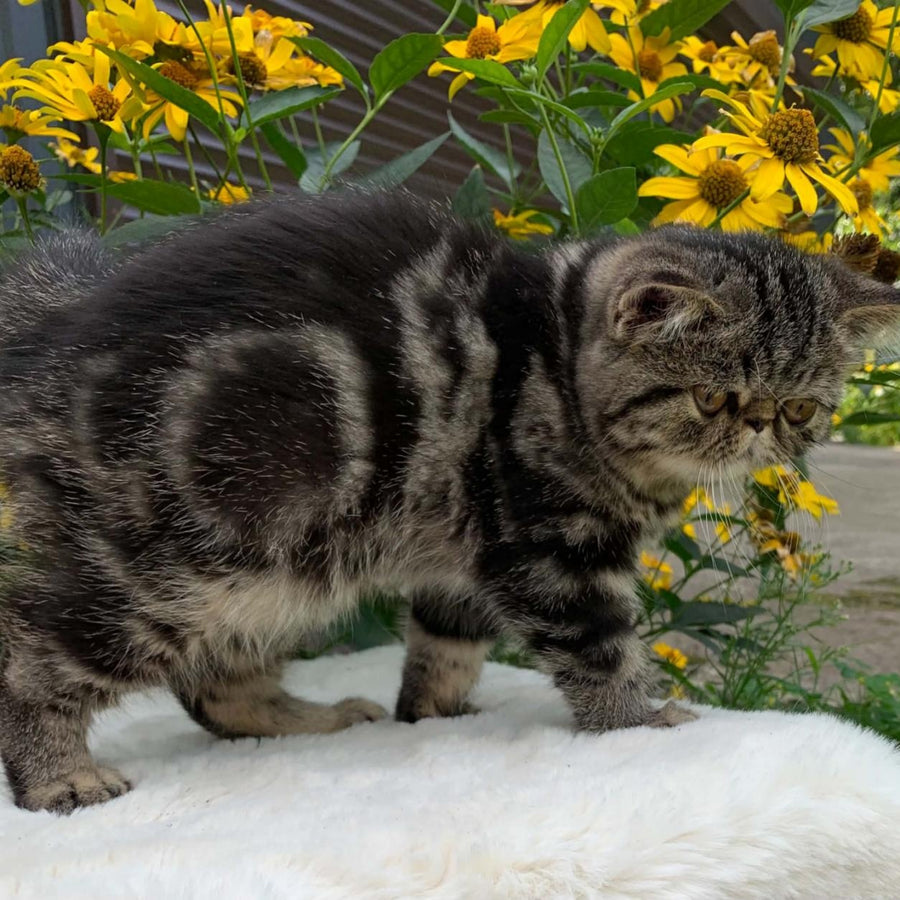 Milky Way Exotic male, black tabby