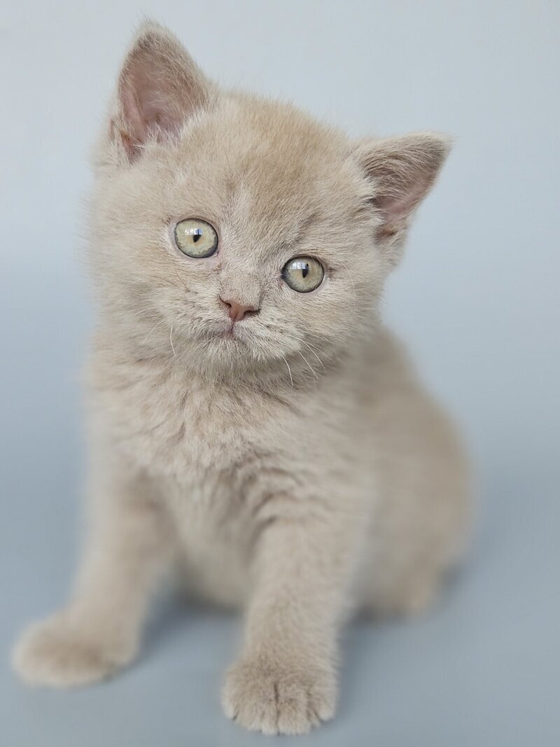 Aster British Shorthair female, fawn