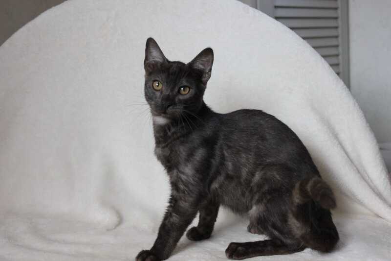 Ponti Bengal male, black silver