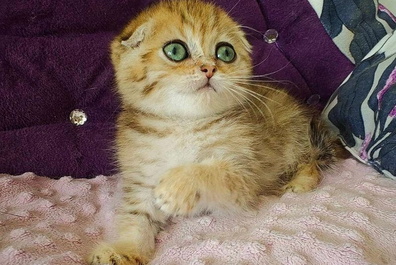 Sabina Scottish Fold female, black golden spotted tabby