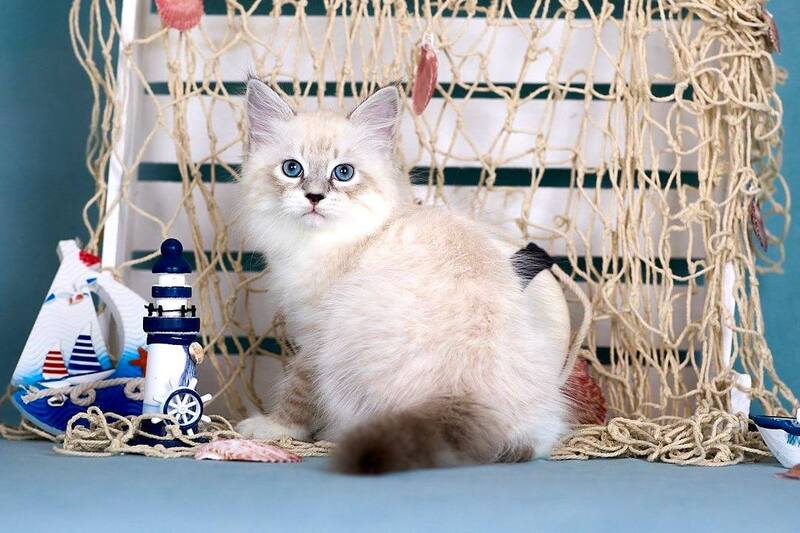 Don Juan Siberian male black silver with white tabby pointed - live animals